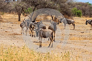 Herd of blue wildebeest (Connochaetes taurinus) in Tarangire National Park, Tanzania