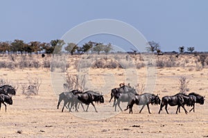 A Herd of blue wildebeest in Etosha