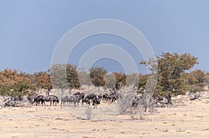 A Herd of blue wildebeest in Etosha