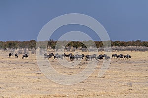 A Herd of blue wildebeest in Etosha