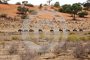 A herd of blue wildebeests Connochaetes taurinus calmly walking in dry grass and red Kalahari desert sand