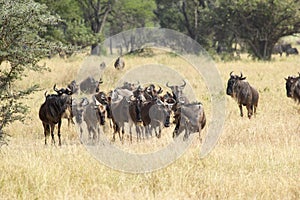 Herd of blue wildebeests grazing