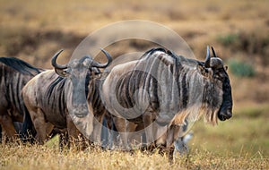 Herd of blue wildebeests in a meadow under the sunlight in the Ngorongoro Conservation Area