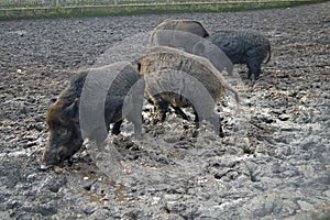 Herd of boar