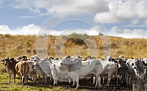 Herd of brahman beef cattle cows