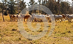 Herd of Brahman beef cattle moving across paddock