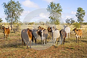 Herd of Brahman Cattle in Outback Queensland photo