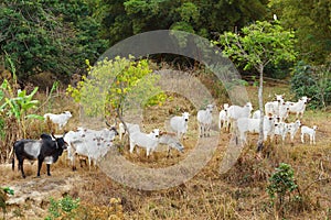 Herd of brazilian beef cattle bull - nellore, white cow photo