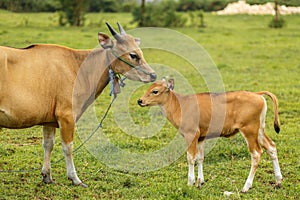 A herd of bright tropical Asian cows grazing on green grass. Big cow with calf