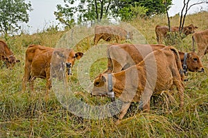 Herd of brown  alpine cows in a meadow in the mountains