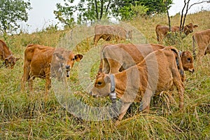 Herd of brown  alpine cows in a meadow in the mountains