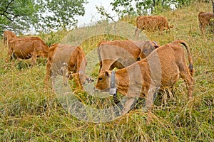 Herd of brown  alpine cows in a meadow in the mountains