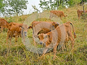 Herd of brown  alpine cows in a meadow in the mountains