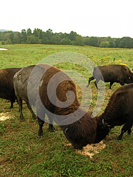 a herd of brown bison grazing on a lush green field in a rural landscape.