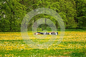 Herd of brown and black Lakenvelder cows in a green meadow with blooming dandelions photo