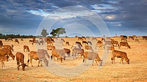 A Herd of Brown Cows