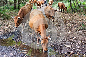 A herd of brown cows drinking water from a puddle in the forest. Asturias, Spain