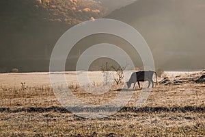 herd of brown cows grazes in the meadow at dawn. Dawn on a pasture in the fog  in the rays of the sun. Animal sanctuary  early