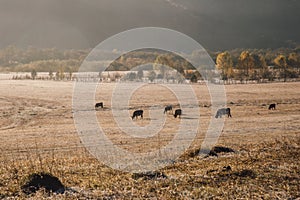 herd of brown cows grazes in the meadow at dawn. Dawn on a pasture in the fog  in the rays of the sun. Animal sanctuary  early