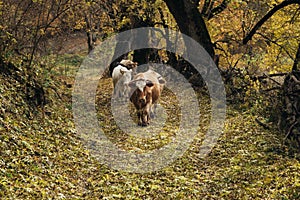 herd of brown cows grazes in the meadow at dawn. Dawn on a pasture in the fog  in the rays of the sun. Animal sanctuary  early