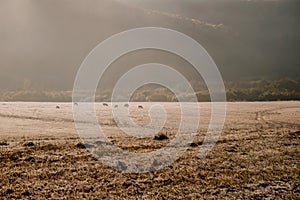 herd of brown cows grazes in the meadow at dawn. Dawn on a pasture in the fog  in the rays of the sun. Animal sanctuary  early