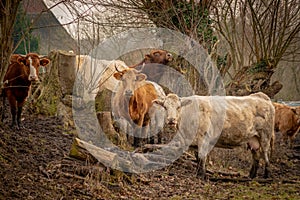 Herd of brown cows looking into the camera