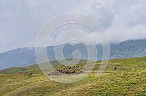 Herd of brown cows and shepherds on horseback on green hills near Almaty city, Kazakhstan. Central Asia