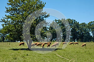 A herd of brown french cows grazing in a meadow. Pasture animals in the shade of a tree on a hot afternoon