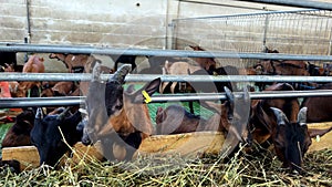 Herd of brown goats leans halfway out of the fence and eats hay