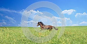 Herd of brown horses against a colorful blue sky and green hills
