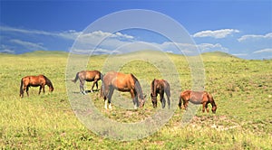 Herd of brown horses against a colorful blue sky and green hills