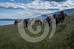 herd of brown horses graze on grass in the light of sun, against the background of blue lake baikal mountains and sky