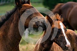 Herd of brown horses grazing in a field on a sunny day