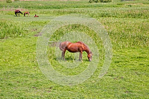 Herd of brown horses grazing in the meadow