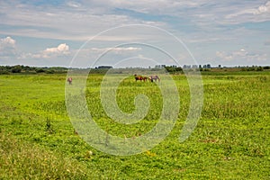 Herd of brown horses grazing in the meadow