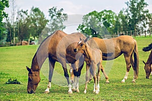 Herd of brown horses grazing in a pasture