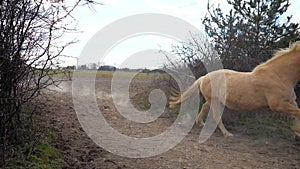 A herd of brown horses, a white horse and a mottled pony running gallop through a narrow spot between the bushes. Every horse runs