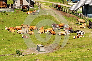 Dairy Cows and Horses on a Mountain Pasture - Italy-Austria Border