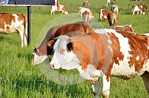 Herd of brown white cows feed on grass in sunshine on the green summer pasture