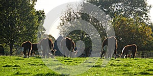 A herd of brown and white cows grazing silhouetted