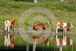 Herd of brown and white cows by the shore of a lake