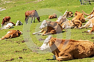 Herd of Dairy Cows and Horses on a Mountain Pasture - Alps Austria