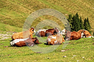 Herd of Brown and White Dairy Cows on a Mountain Pasture - Alps Austria