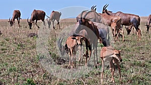 Herd of Bubal antelopes with calves graze