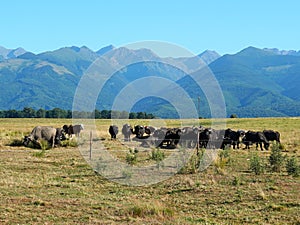 Herd of bubalus bubalis females domestic animal on a pasture in Transylvania, Romania, with Fagaras mountains in the background