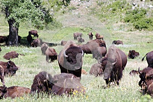 Herd of Buffalo