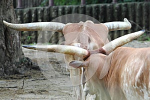 A herd of Buffalo with big horns in the zoo