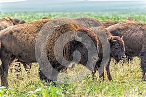 Herd of buffalo (bison) grazing on North Dakota field