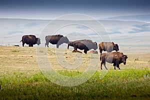 A herd of buffalo crossing a paddock