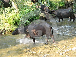 buffaloes crossing a river